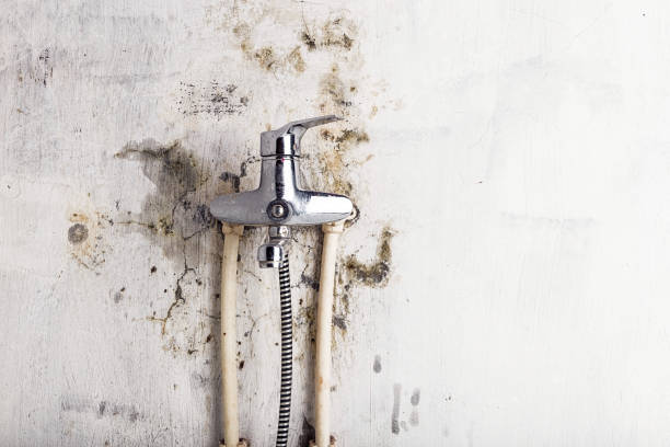 Best Residential Mold Removal  in Oak Grove, VA