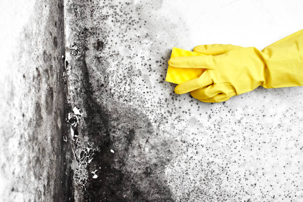 Best Mold Damage Repair  in Oak Grove, VA