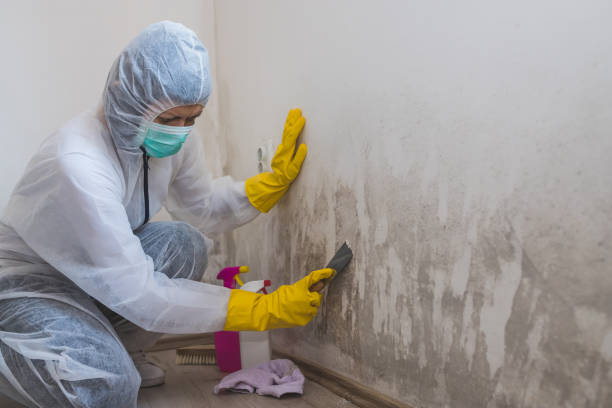 Mold Removal and Inspection in Oak Grove, VA