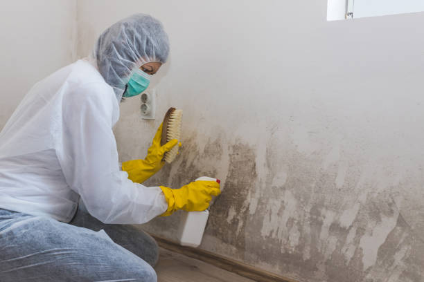 Best Commercial Mold Removal  in Oak Grove, VA