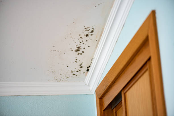 Crawl Space Mold Removal in Oak Grove, VA