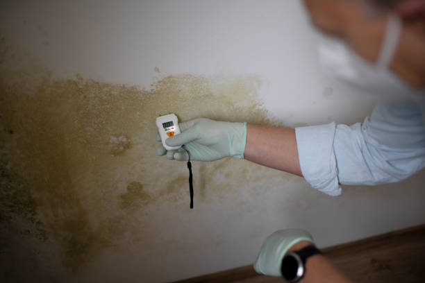 Attic Mold Removal in Oak Grove, VA