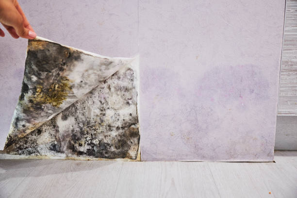 Best Mold Remediation Services  in Oak Grove, VA